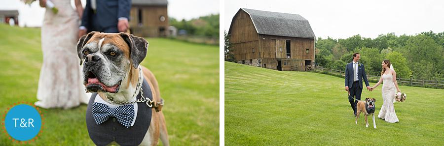 Bride and groom take a walk with their dog, wearing a bow tie, at their Frutig Farms Misty Farm wedding reception