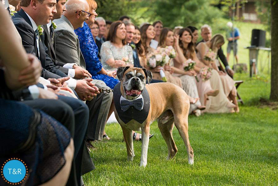 A dog dressed in a bow tie, with guests in the background, at a Frutig Farms Misty Farm wedding
